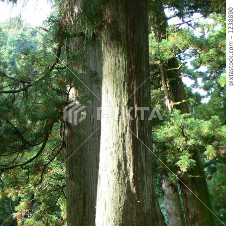 在Eiheiji寺廟的一棵大樹 在Eiheiji寺廟的一棵大樹 1238890
