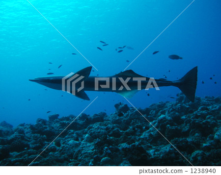 帛鯊鯊魚 1238940