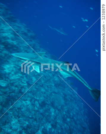 Sucker head of Koban shark 1238979