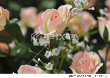 粉紅玫瑰 1239307