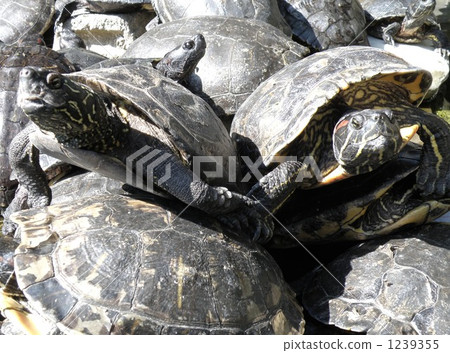 烏龜 爬行動物 爬蟲類的 1239355