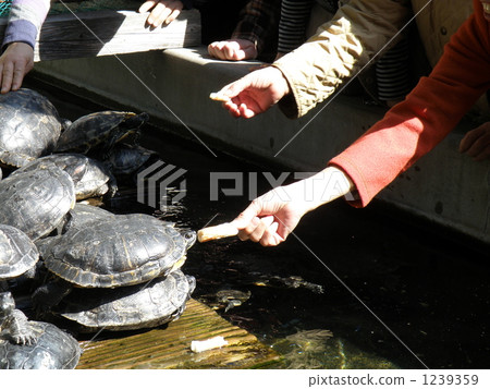 烏龜 爬行動物 爬蟲類的 1239359