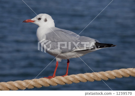 One seagull stopping at the rope One seagull stopping at the rope 1239570