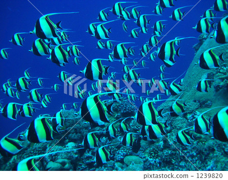 Tsunodashi可以分組產卵和精子 1239820