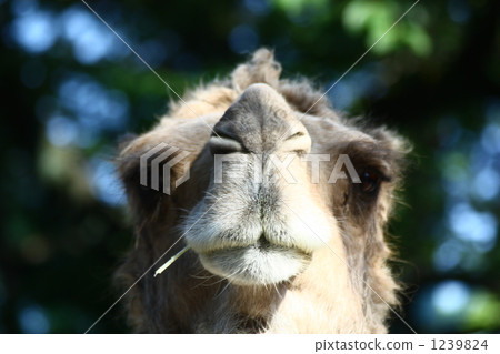 Camel's face Camel's face 1239824