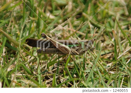 Tonosama beatta Tonosama beatta 1240055