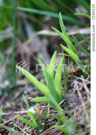 芽甘草 芽甘草 1240328