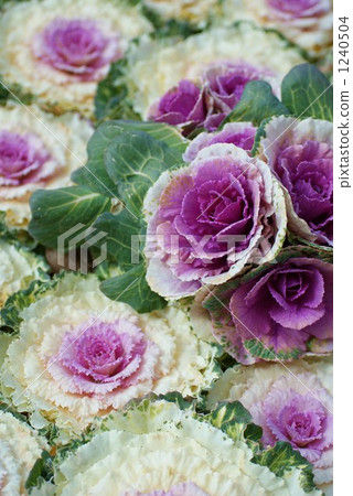 花捲心菜 羽衣甘藍 紫色 1240504
