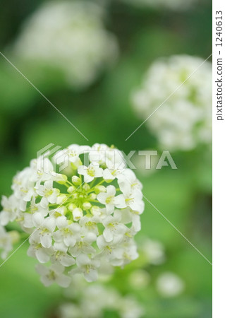 Wasabi flowers 1240613