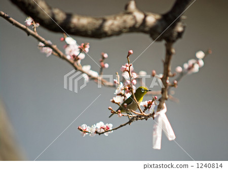 Mejiro和梅花 1240814