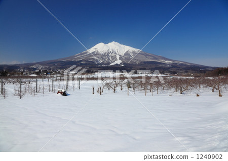 Winter apple field and Iwakiyama Winter apple field and Iwakiyama 1240902
