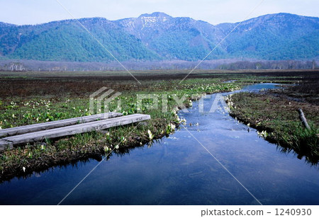 Marshy early summer Marshy early summer 1240930