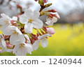 yoshino cherry, yoshino cherry tree, cherry blossom 1240944