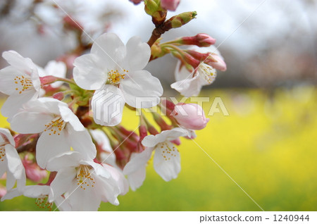 yoshino cherry, yoshino cherry tree, cherry blossom 1240944