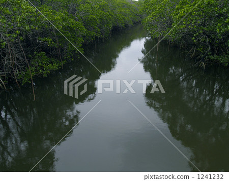mangrove, rhizophoraceae, water surface 1241232