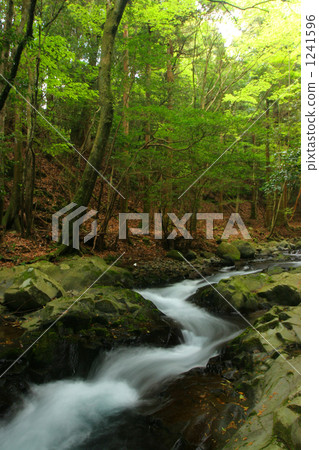 Fresh green lily valley 1241596