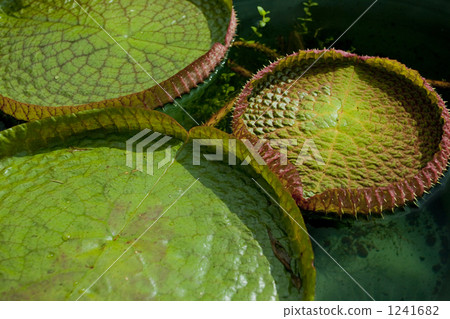 Paraguayan oni bus 1241682
