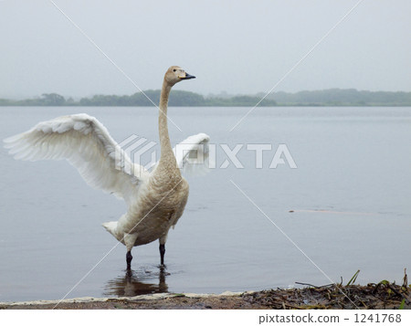 lake utonai, swan, swans 1241768
