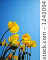 On sunny eyes 1242094