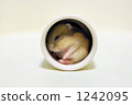 djungarian hamster, hampster, hamster 1242095