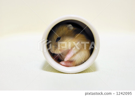 djungarian hamster, hampster, hamster 1242095