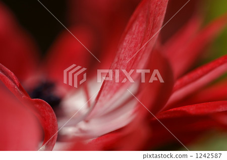 銀蓮花屬的花 1242587