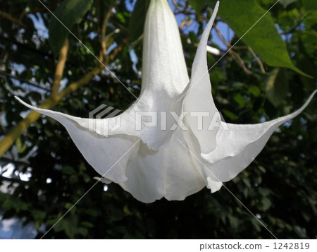 angel trumpet, botanic, botanical 1242819