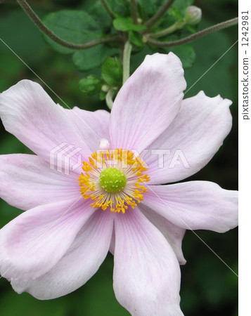 Shumayigiku（秋季） 1242981