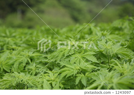 Hemp 1243097
