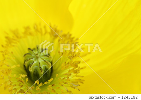 bloom, blossom, blossoms 1243192