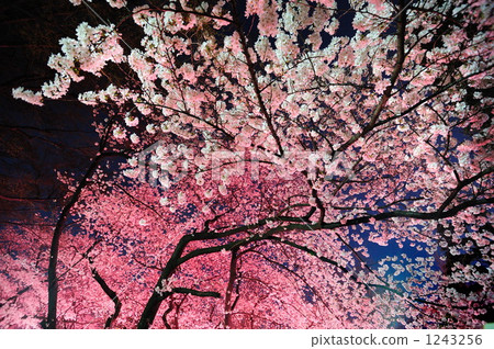 Cherry blossoms at night Cherry blossoms at night 1243256