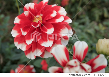Red dahlia 1243275