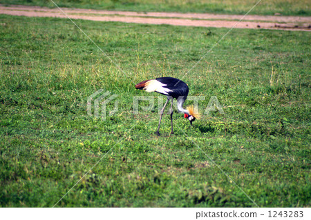 White-crowned crane 1243283