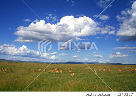 Flock of Impala Flock of Impala 1243337