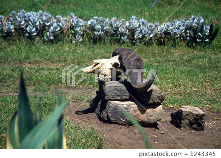 African buffalo bones 1243345