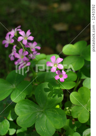 Murasaki Kabaki Murasaki Kabaki 1243392