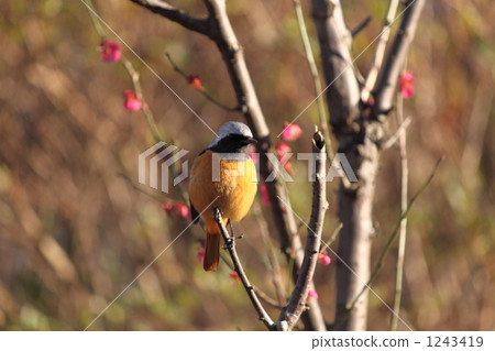 Red plum and Japanese cabbage 1243419