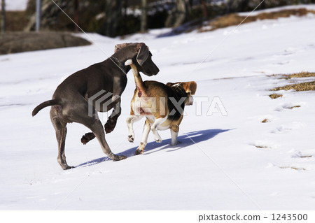 Dog running on the snowy field Dog running on the snowy field 1243500