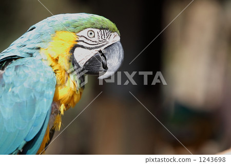 鸚鵡的輪廓 1243698