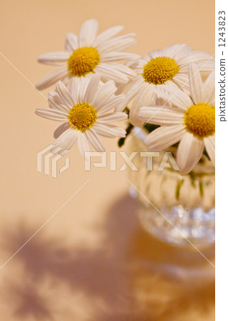 argyranthemum frutescens, the marguerite and marguerite daisy, garden plant 1243823