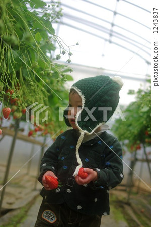 Strawberry picking 1243837