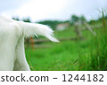 tail, nagato farm, goat 1244182