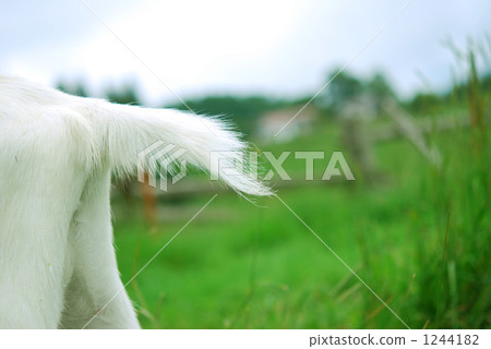 tail, nagato farm, goat 1244182