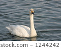 天鵝 候鳥 海濱 1244242