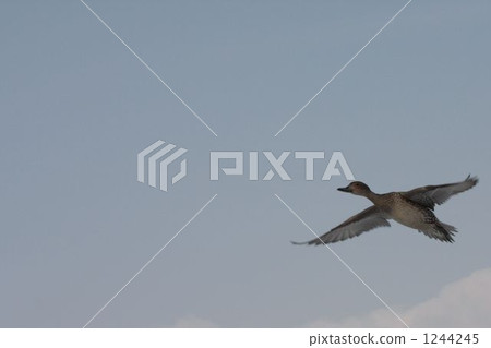 鴨 鴨子 候鳥 1244245