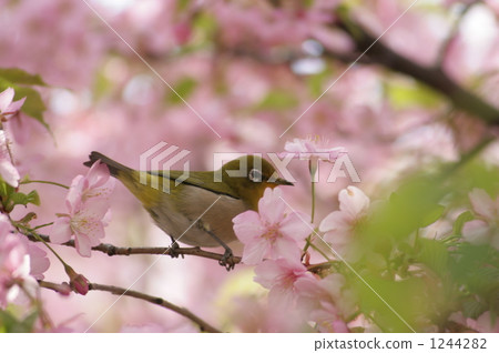 Kawazu cherry tree and mezzo Kawazu cherry tree and mezzo 1244282