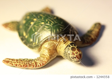 海龜 烏龜 一隻小動物 1244358