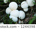 mushroom, mushrooms, white 1244398
