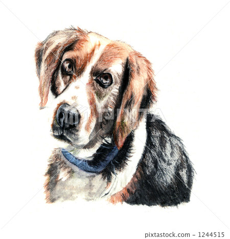 狗手繪插圖_小獵犬 1244515
