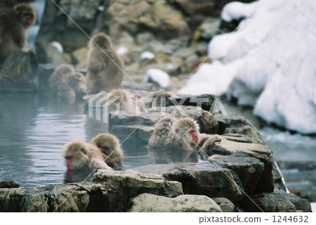 Snow monkey's Yukimi bath 1244632